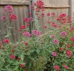 Red Valerian