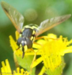 Hook-banded Wasp Hoverfly