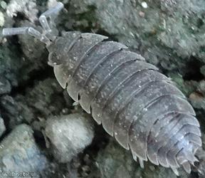 Common Rough Woodlouse