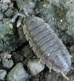 Common Rough Woodlouse