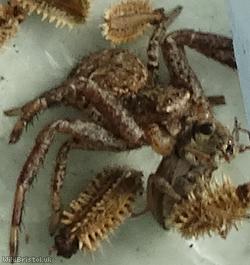 Common Crab-spider