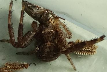 Common Crab-spider