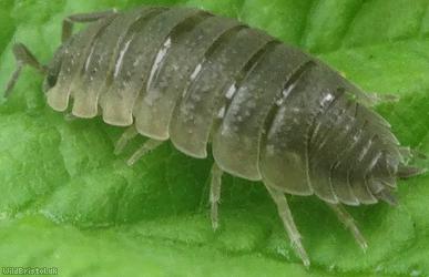 Common Rough Woodlouse