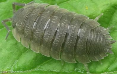 Common Rough Woodlouse
