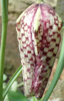 Snakes Head Fritilary
