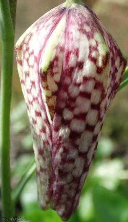 Snakes Head Fritilary