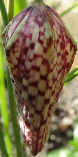 Snakes Head Fritilary