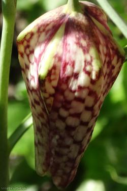 Snakes Head Fritilary