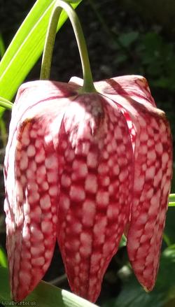 image for Snakes Head Fritilary