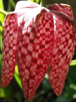 Snakes Head Fritilary