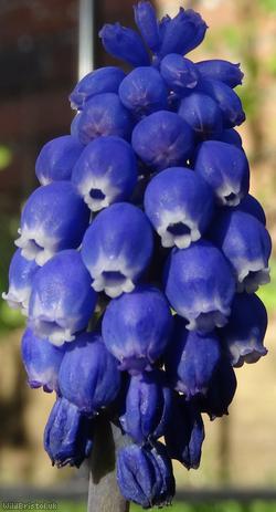 Garden Grape-hyacinth