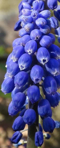 image for Garden Grape-hyacinth