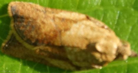 Carnation Tortrix