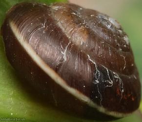Girdled Snail
