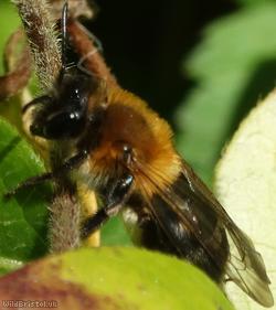 image for Grey-patched Mining Bee