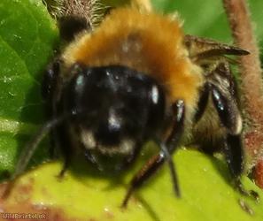 Grey-patched Mining Bee