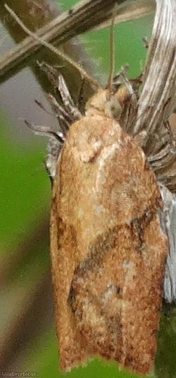 Carnation Tortrix