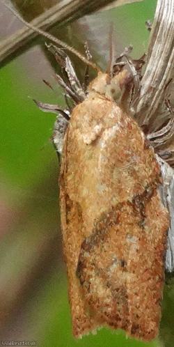 Carnation Tortrix