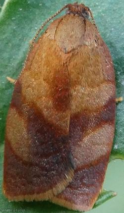 Carnation Tortrix