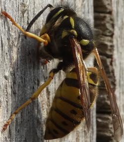 image for Social wasps
