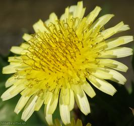 image for Smooth Sow-thistle