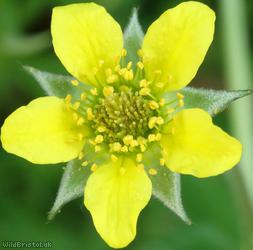 image for Wood Avens