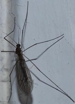 Trichocera sp.