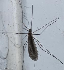 Trichocera sp.