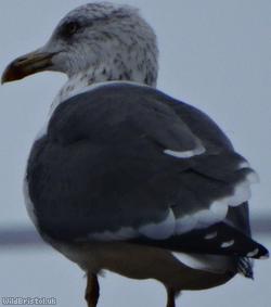 Lesser Black-backed Gull