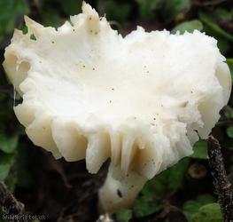 image for Snowy Waxcap