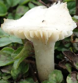 Snowy Waxcap
