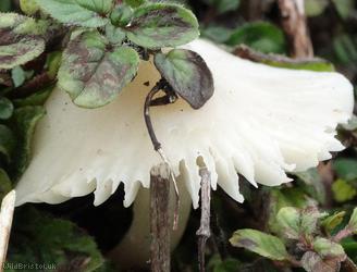 Snowy Waxcap