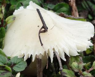 Snowy Waxcap
