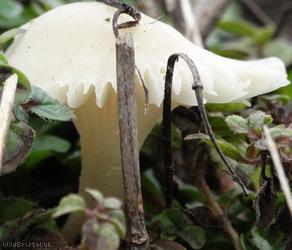 Snowy Waxcap