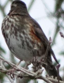 Red Wing