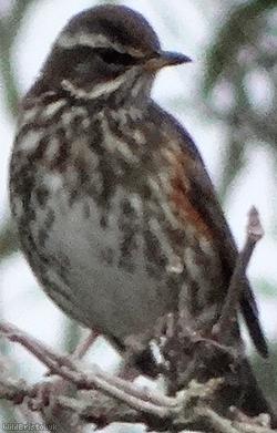 Red Wing
