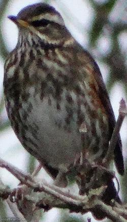 Red Wing