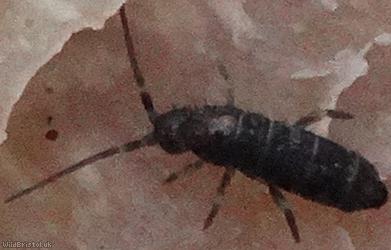 Tomocerus minor