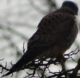 Kestrel