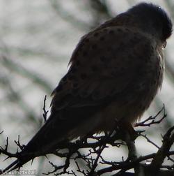 Kestrel