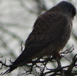 Kestrel
