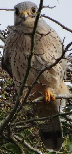 image for Birds of prey