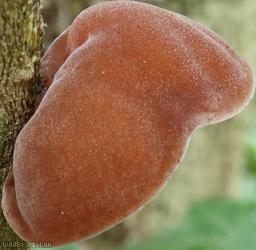 Jelly Ear Fungus