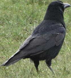 Raven