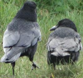 Raven
