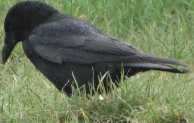 Raven