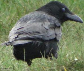 image for Raven