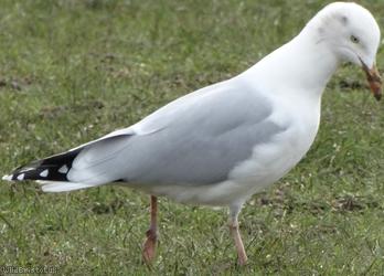 image for Gulls