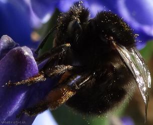 Hairy-footed Flower Bee