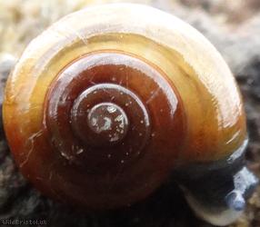image for Garlic Snail